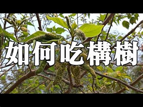 構樹有毒|小構樹汁的功效:祛風止癢,清熱解毒,主皮炎,疥癬,